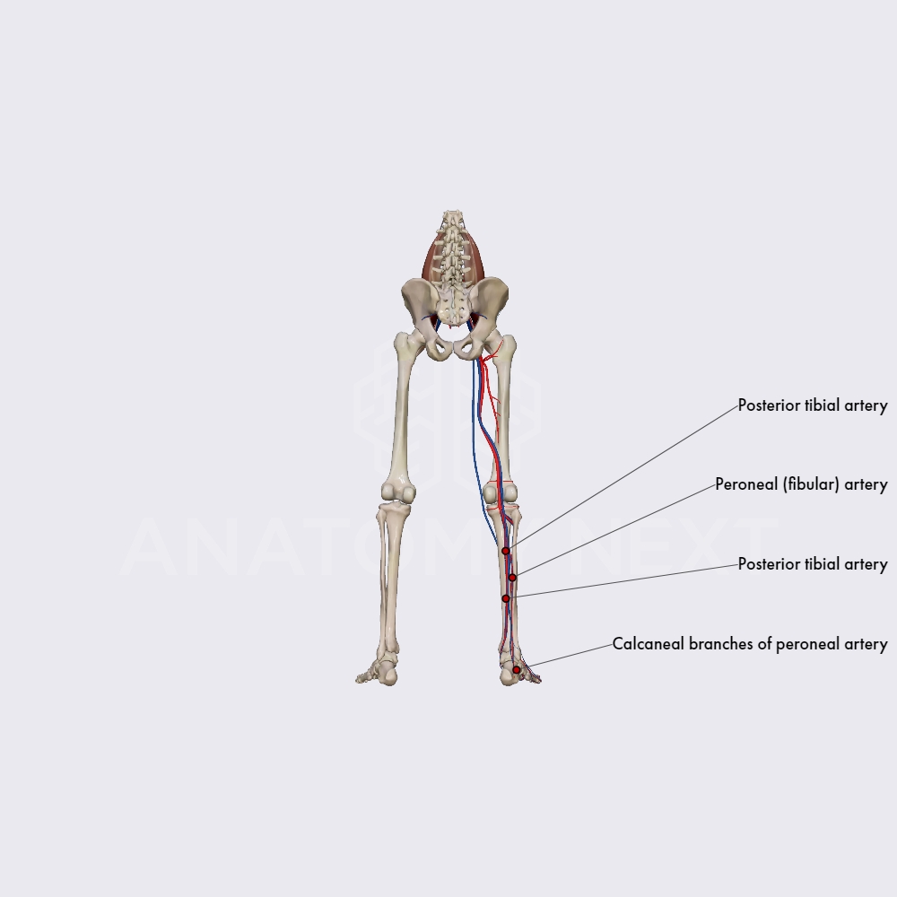 Branches of posterior tibial artery